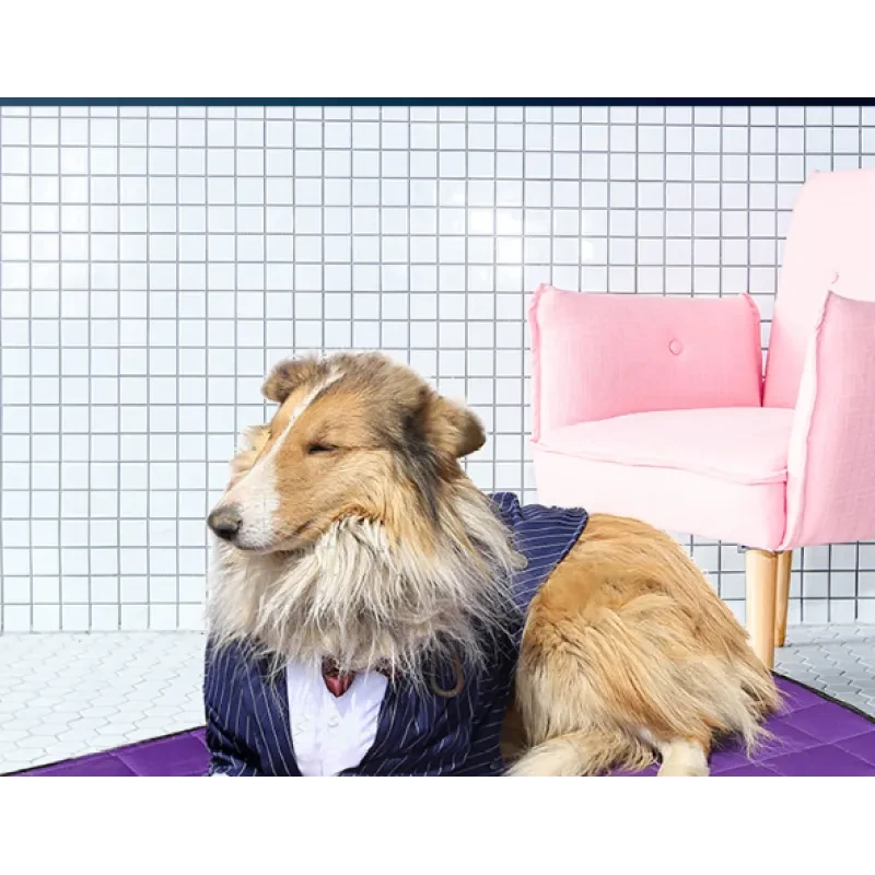 Large Dog Suit