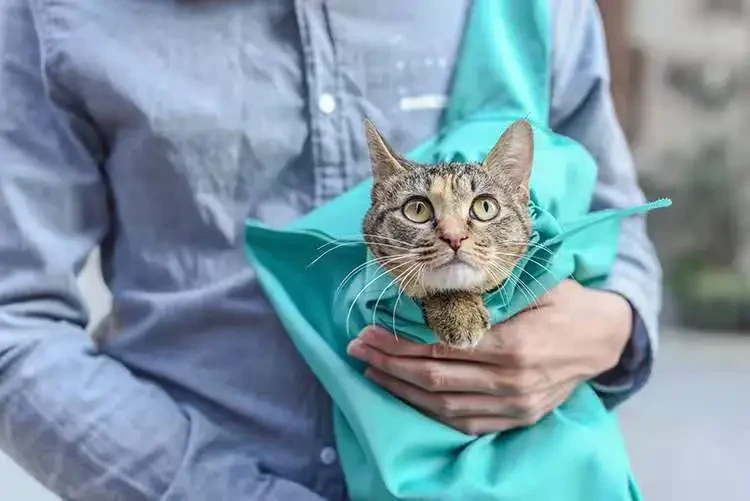 Cat Carrier Pouch Cat Carrier Bag Cat Bag For Nail Trimming Soft Bag And Tote Bag Design Cat Carrier Pouch Bag For Adult Cat Foldable
