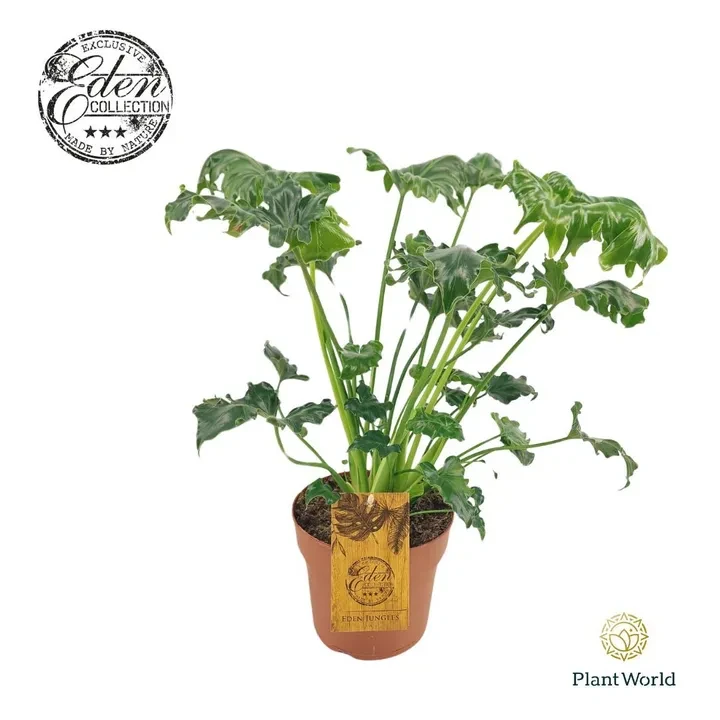 Philodendron 'Atlantis'