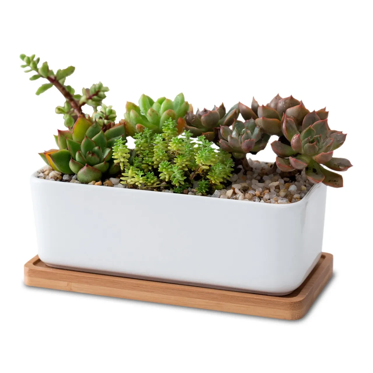 Office Succulents
