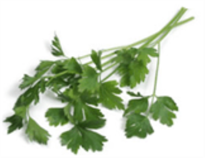 Microgreens Italian Parsley