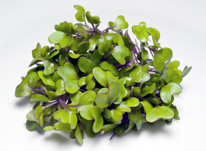 Microgreens Purple Haze