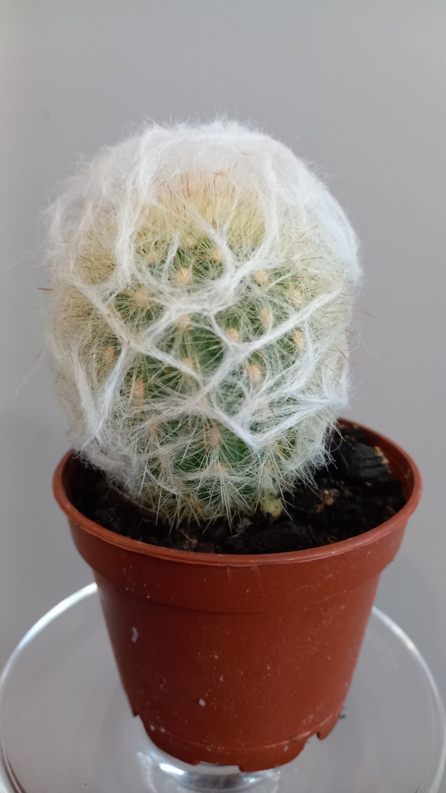 Assorted Cacti