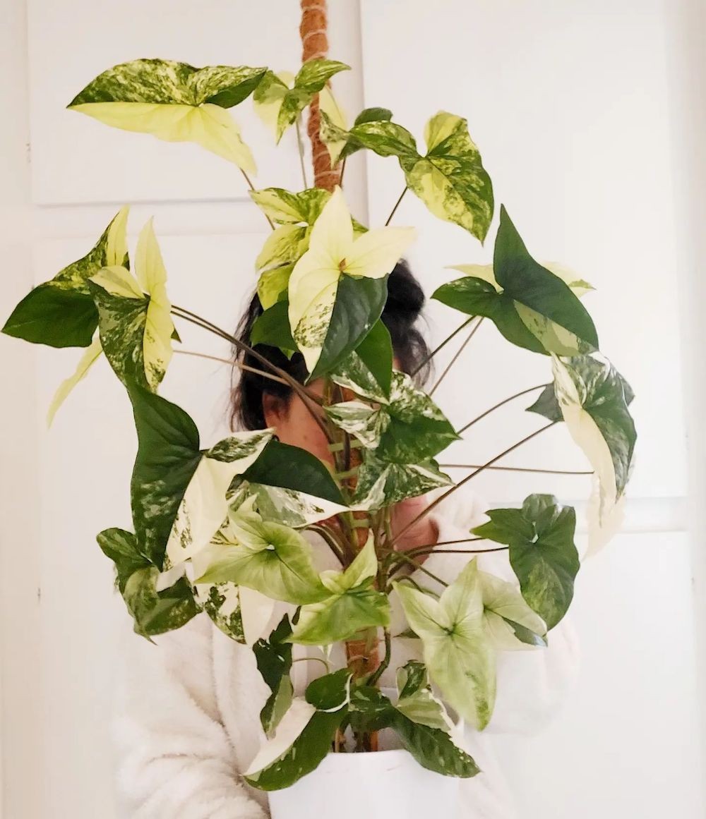 Syngonium Albo