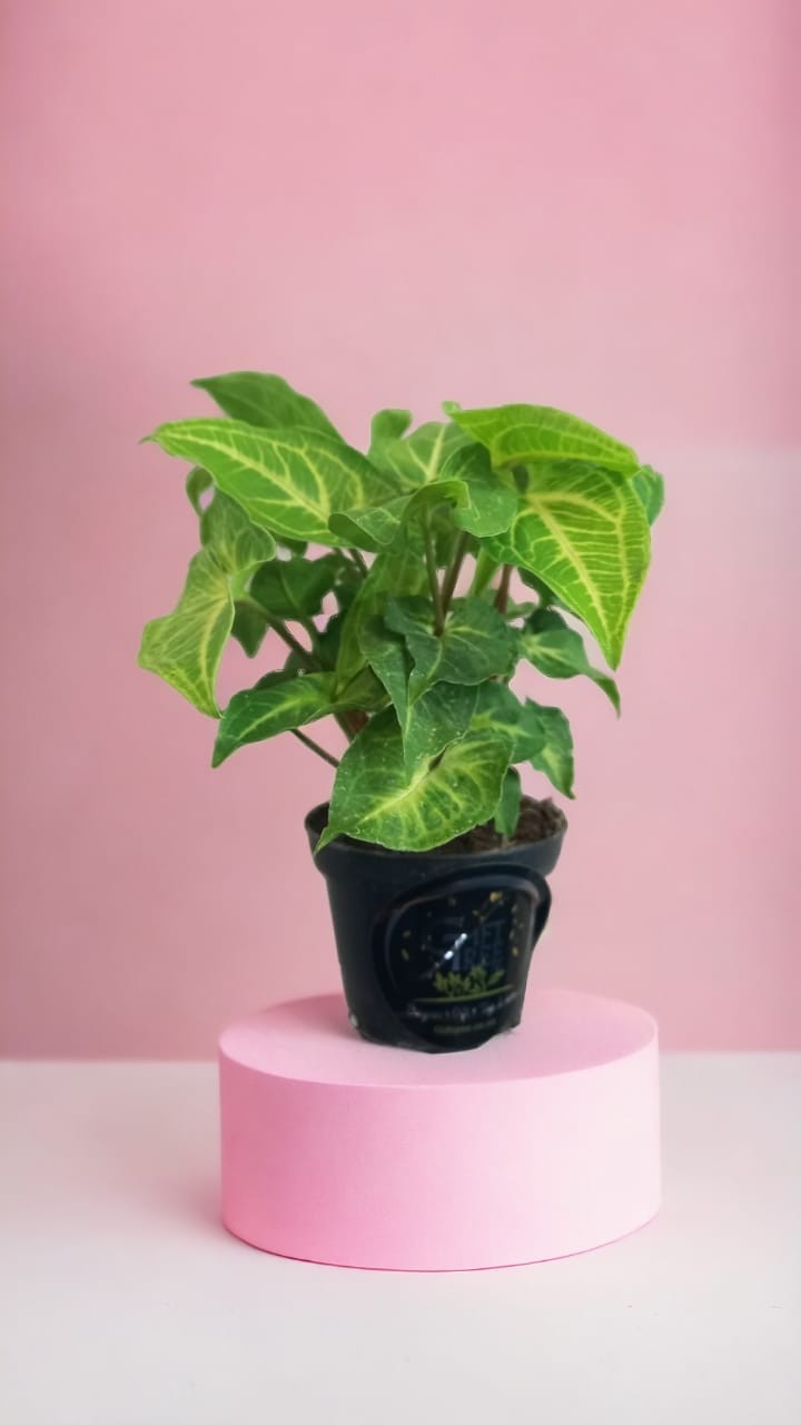 Syngonium