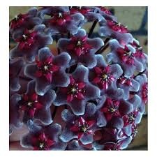 Hoya Pubicalyx - Royal Hawaiian Purple