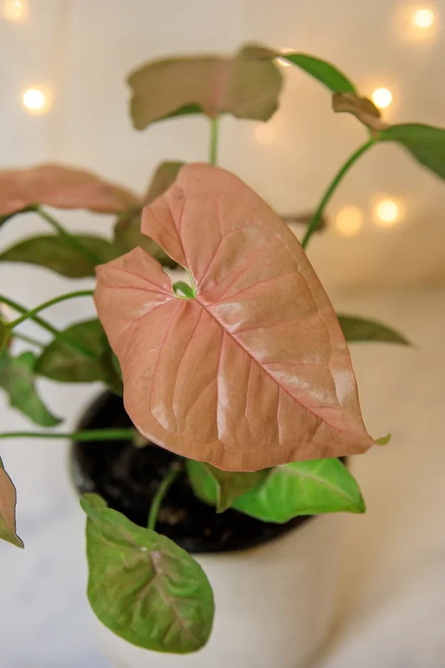 Syngonium Neon
