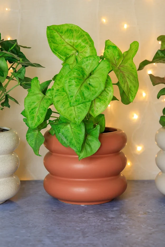 Syngonium Neon