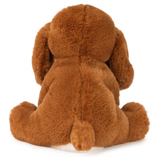 Dog : Spaniel Kian