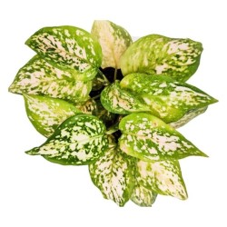 Aglaonema Eileen
