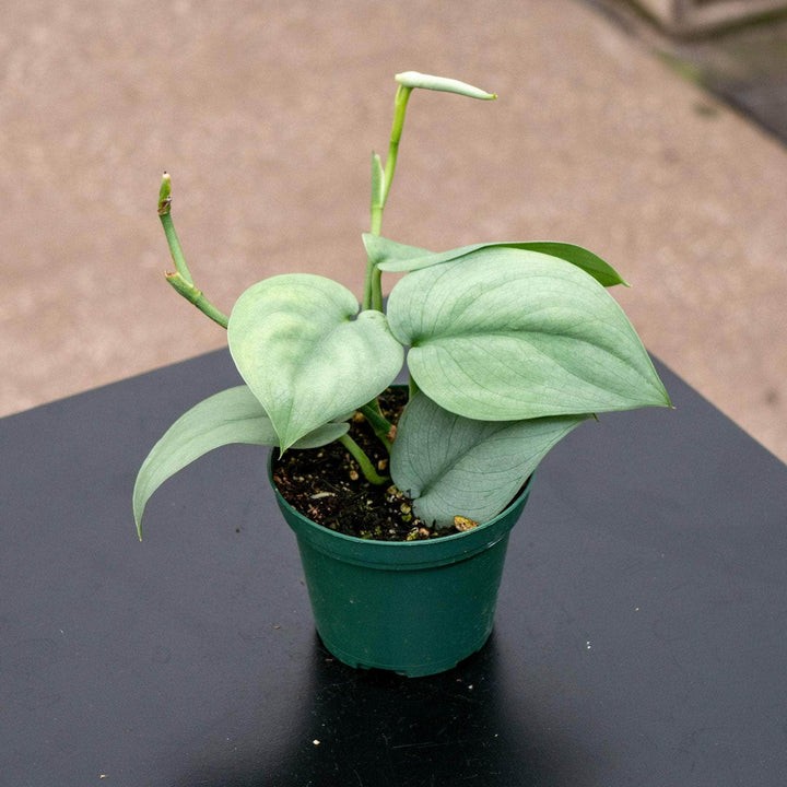 Scindapsus pictus 'Platinum