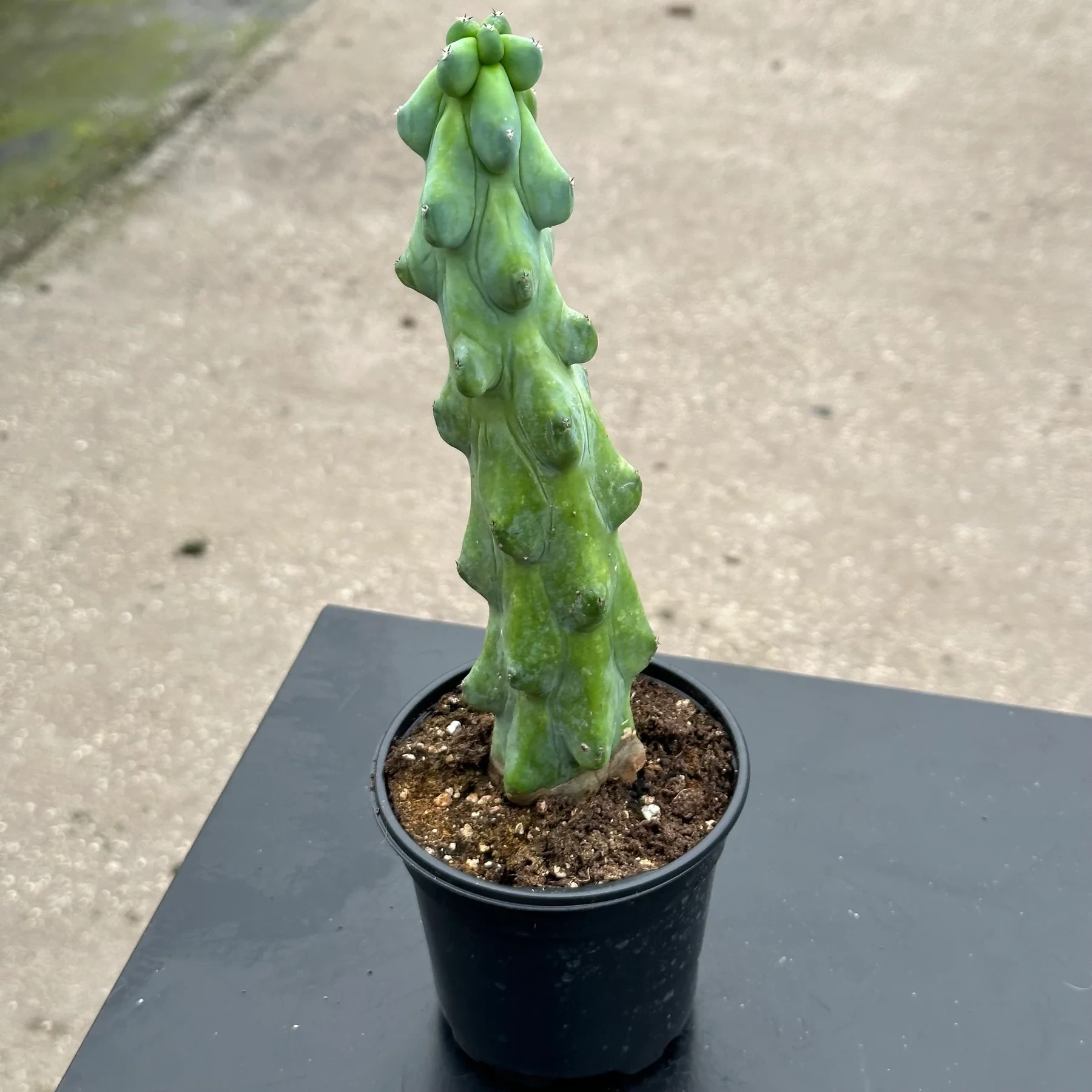 Myrtillocactus geometrizans 'Fukurokuryuzinboku'