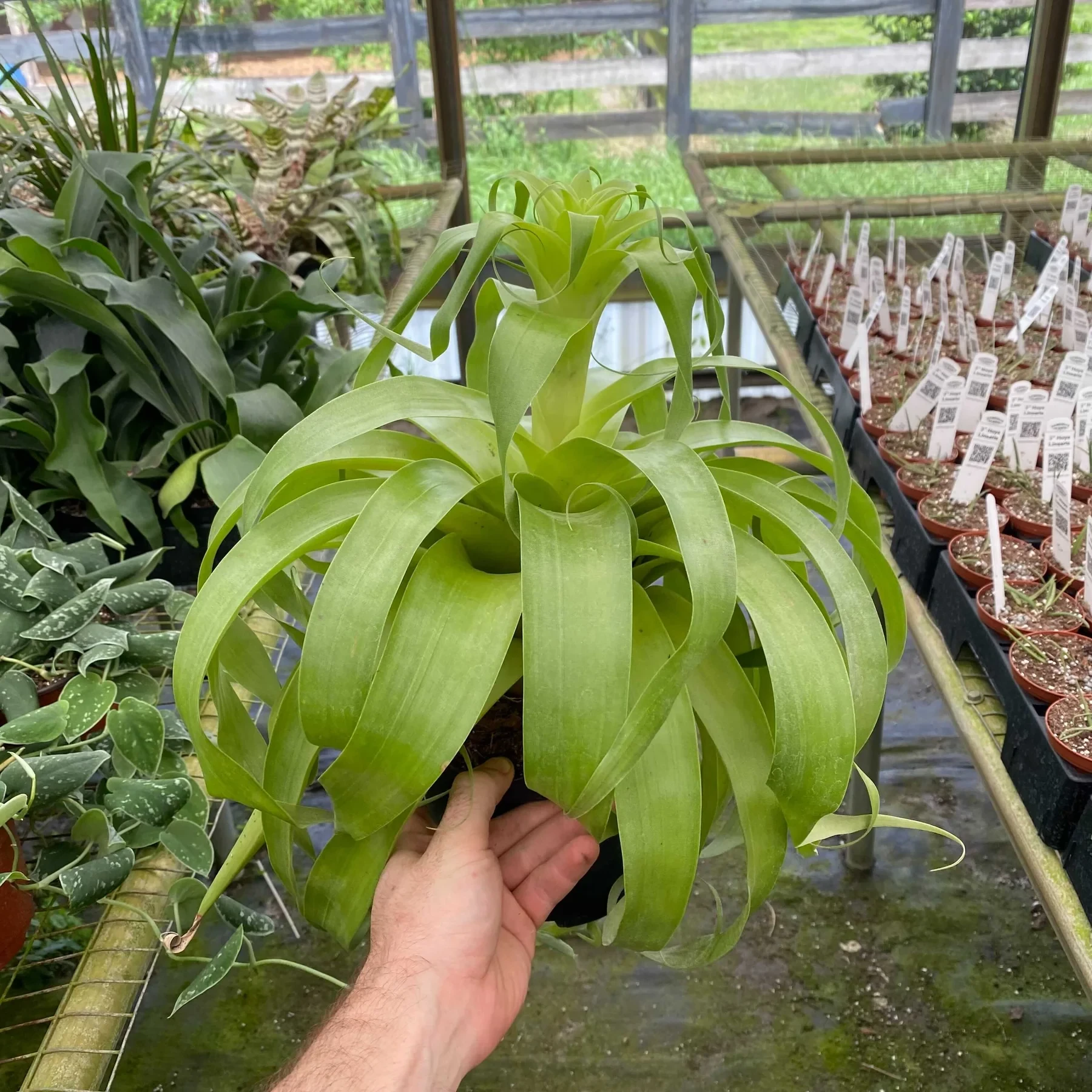 Tillandsia 'Samantha'
