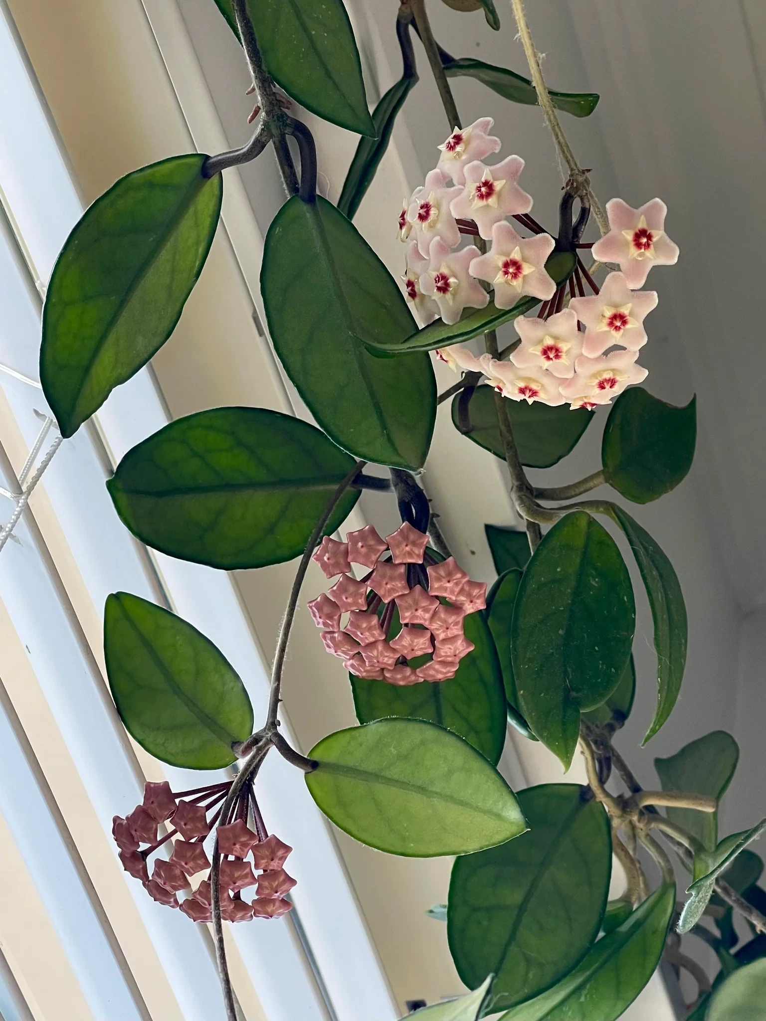 Hoya Carnosa