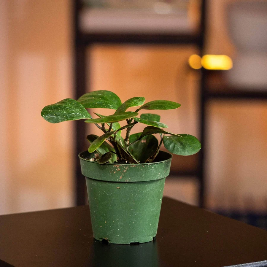 Ficus deltoidea