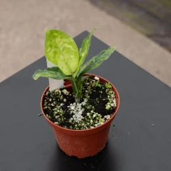 Aglaonema pictum tricolor