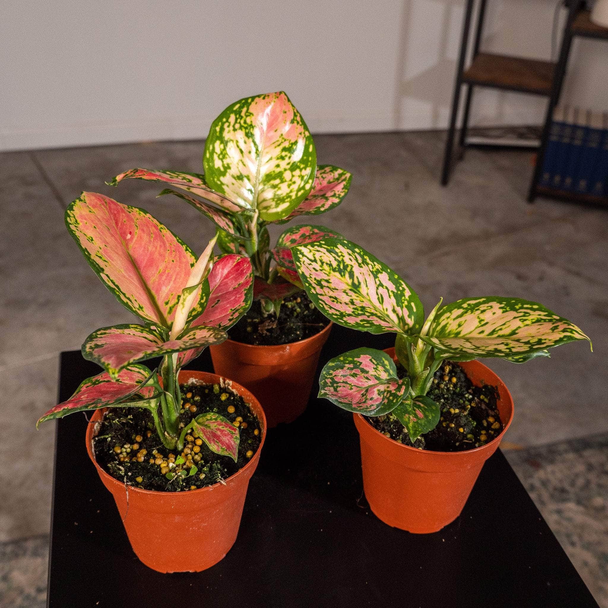 Aglaonema Beauty
