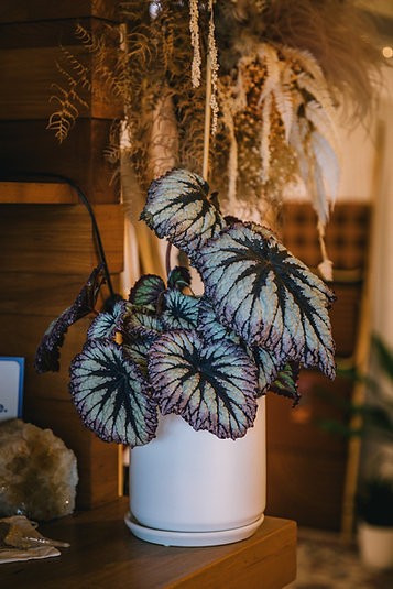 Begonia Firework