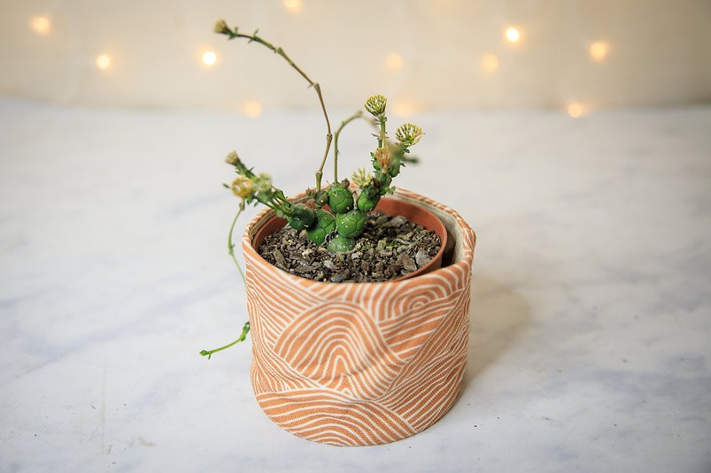 Euphorbia globosa