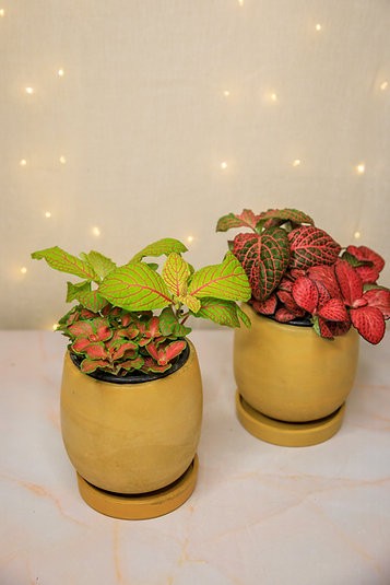 Mutant Fittonia