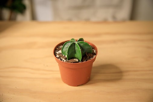 Bishops Cap Cactus "Astrophytum myriostigma"