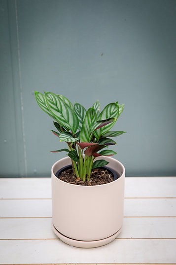 Ctenanthe setosa