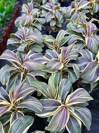 Cordyline Terminalis "Chocolate Queen"