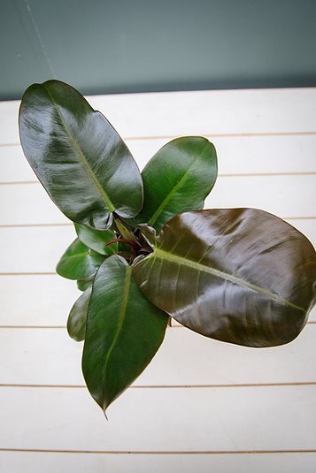 Philodendron Black Cardinal