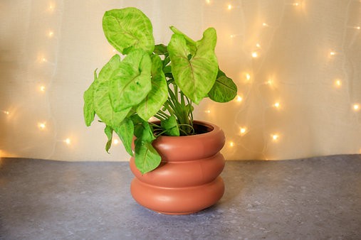 Syngonium "Golden Illusion"