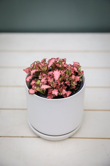 Colorful fittonia