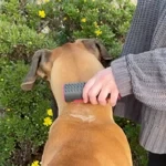 3 in 1 Deshedding Undercoat & Fur Brush