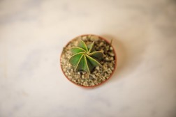 Bishops Cap Cactus "Astrophytum myriostigma"