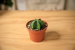Bishops Cap Cactus "Astrophytum myriostigma"