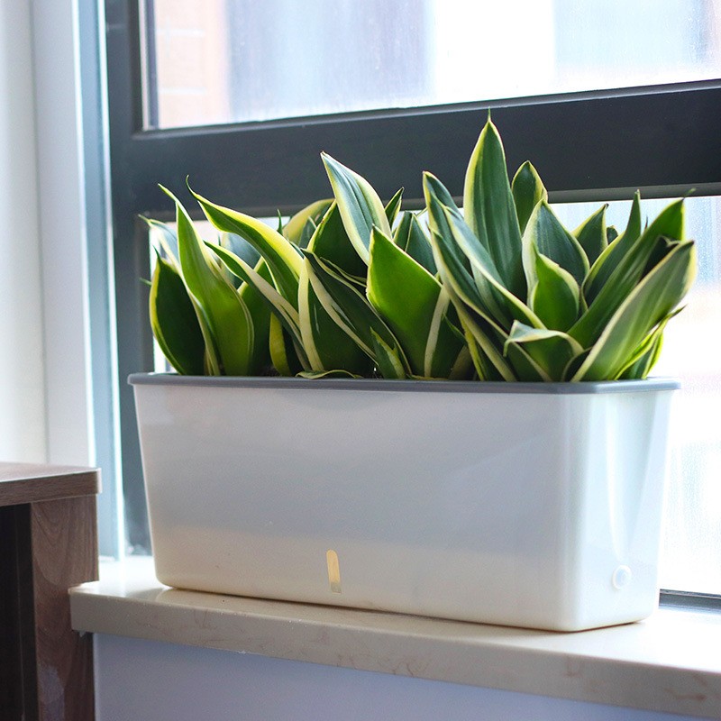 Large plant pots