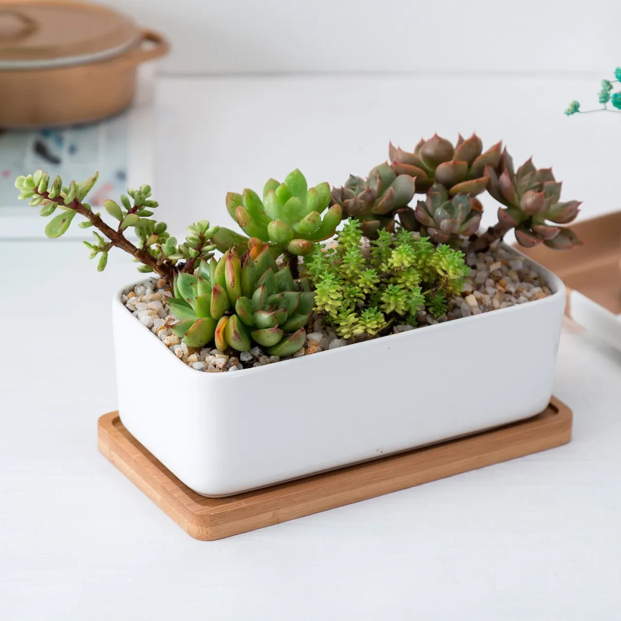 Office Succulents