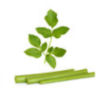 Angelica - Produce