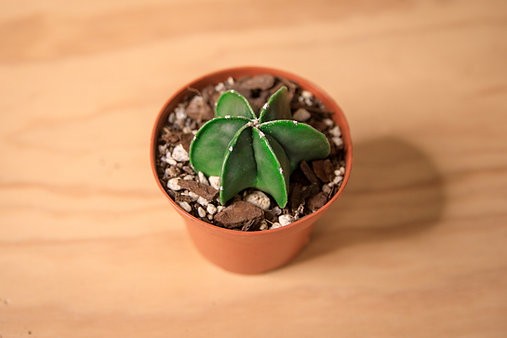 Bishop’s Cap Cactus "Astrophytum myriostigma"