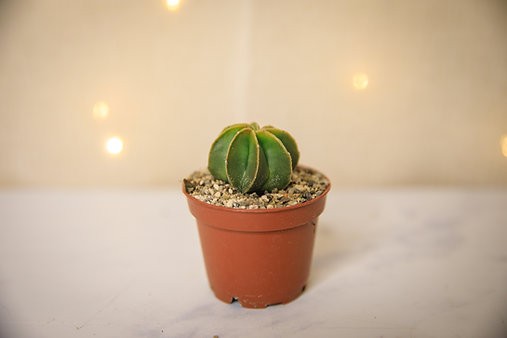 Bishop’s Cap Cactus "Astrophytum myriostigma"