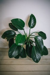 Philodendron Green Princess