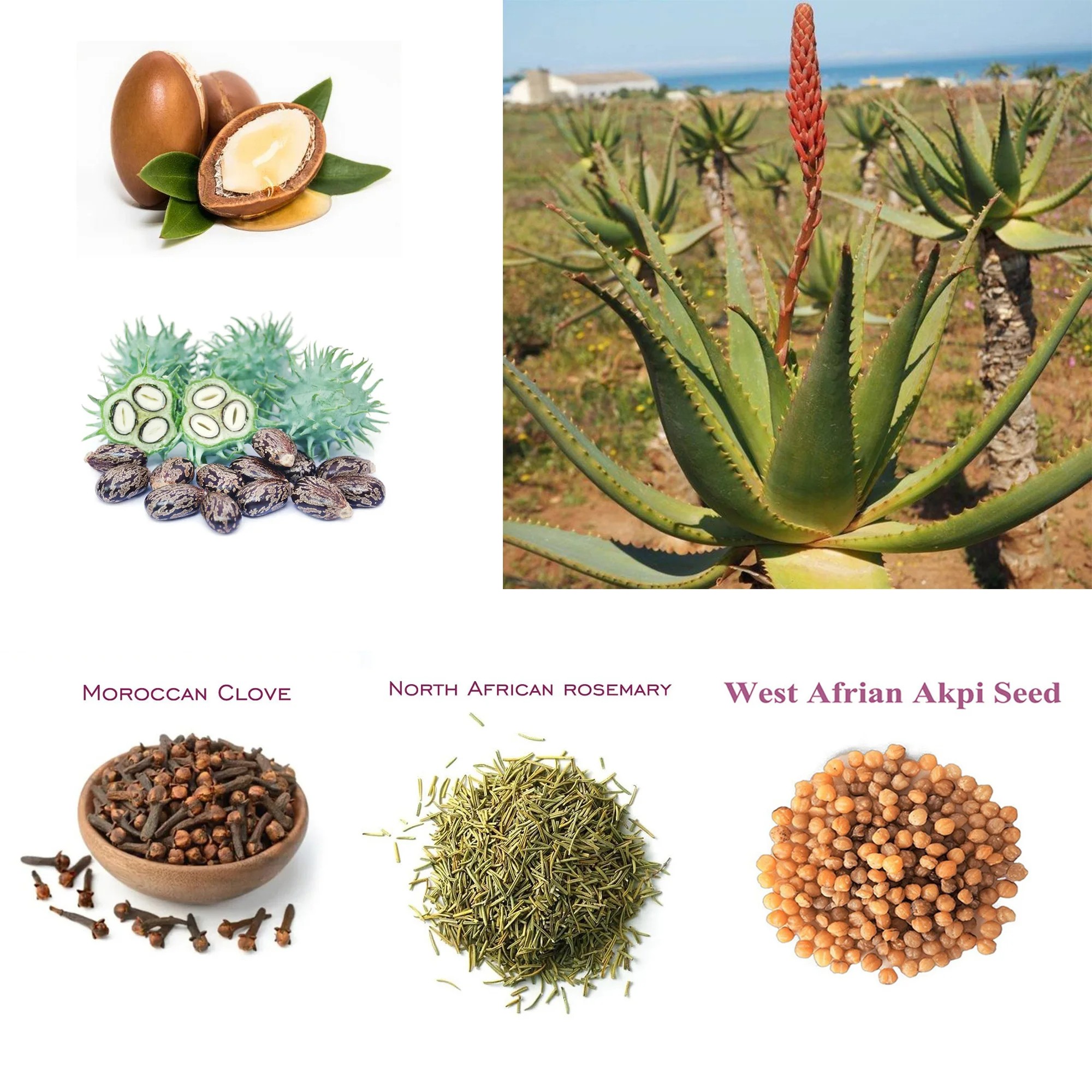 Artisanal African Traditional Layden Nourish Oil 50ml Scalp & Hair Roots Strengthening Moisturizer