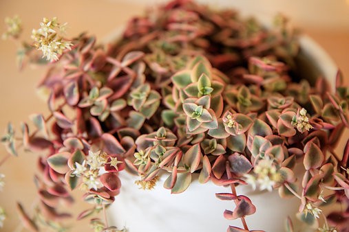 Calico Kitten - Crassula Marginalis Rubra Variegata